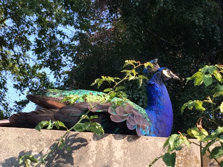 Peacock!