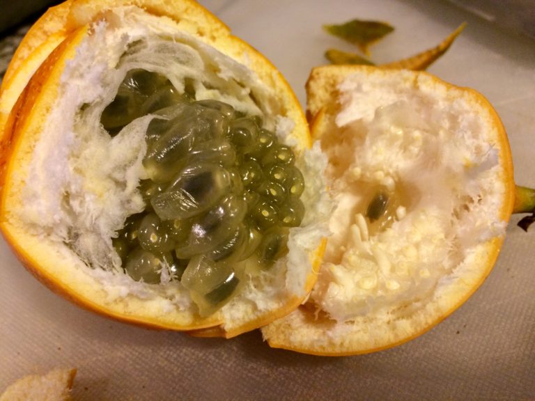 Granadilla